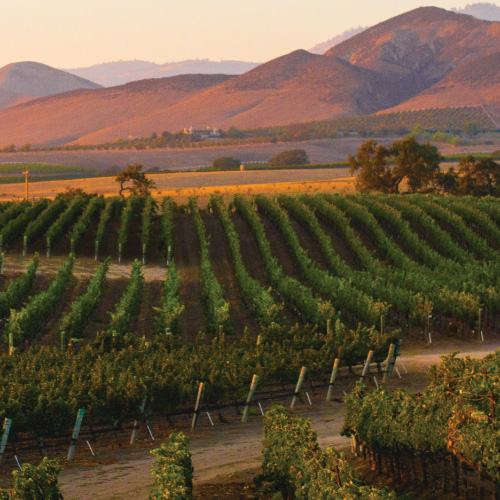 California Vineyard with Mountain Range and Sunset